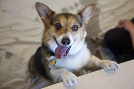 We currently do not have puppies. 50 Corgis Help Students De Stress At Yudof Hall The Minnesota Daily