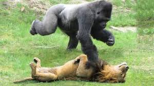 We did not find results for: Gorilla Vs Lion Video Klip Mp4 Mp3