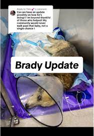 Brady the Husky's Recovery Journey: A Heartwarming Update | TikTok