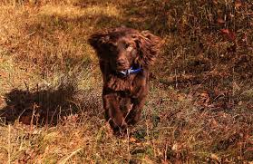 The boykin spaniel breed is a tough, energetic, and enthusiastic hunting dog, yet gentle and contented in the home. Boykin Spaniels
