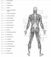 muscle blank drawing google search human anatomy chart