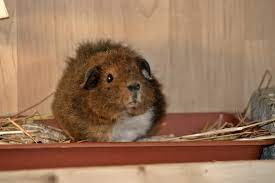 Rex Guinea Pig Breed Profile Spotlight
