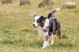 We did not find results for: Pastore Australiano Cane Intelligente E Dolce Ideale Per I Bambini