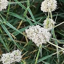 Image result for Halopyrum mucronatum
