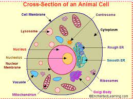Animal cells are surrounded by. Plant And Animal Cell Comparison The Cell Is The Basic Unit Of Life Plant Cells Unlike Animal Cells Are Surrounded By A Thick Rigid Cell Wall Ppt Download