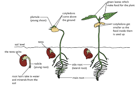 Bean Seed Germination Diagram Seed Germination Bean Seeds