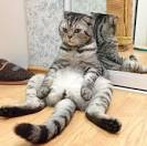 Scottish Fold - Wikipedia