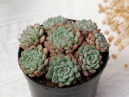 Image result for Humularia minima