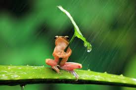 Download the highest quality frog images and pictures for free ✓ hd to 4k picture quality ✓ available in all. Cute Frog With Leaf Umbrella Wallpaper 2880x1920 Id 49062 Wallpapervortex Com