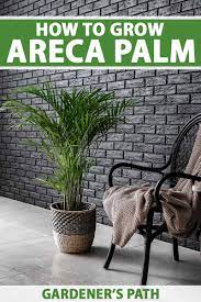 How To Grow And Care For Areca Palm Gardener S Path