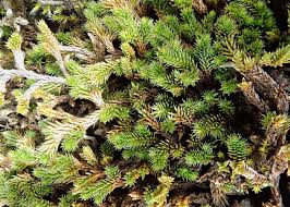 Image result for Selaginella afrorum