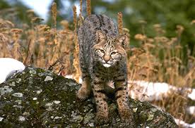 Breeds of cats who have been accepted for the championship and are recognized as being eligible to compete in tica sanctioned shows and eligible for appropriate titles and/or computation of annual awards. Keep Me Wild Bobcat