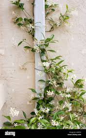 Image result for Jasminum pauciflorum