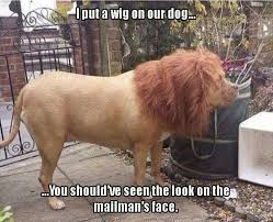 Diy Yard Art 100 Things 2 Do Funny Animal Jokes Funny Dog Memes Funny Animal Memes