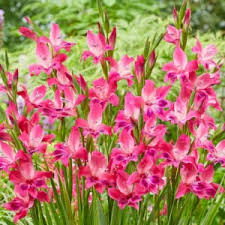 Image result for Gladiolus virgineus