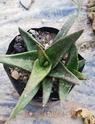 Image result for Aloe bukobana