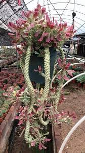 Image result for Monadenium crenatum