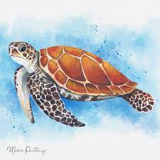 Watercolor Sea Turtle Sea Turtle Drawing Turtle Watercolor Sea Turtle Watercolor
