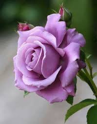 The angel face rose has countless awards and honors including the all american rose selection award. Pin On The Muse