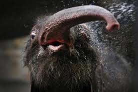 Baby Elephant Spraying Water R Animalsbeingderps