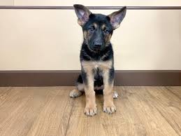 Find your new family member today, from dedicated breeders near you. German Shepherd Dog Female Black And Tan 2302488 Petland Grove City Oh