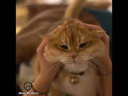 He Wants To Be A Cuddle Bunny Today Funny Cat Videos Funny Animal Memes Funny Cats