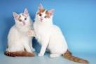 High-Energy, Playful Cat Breeds | Purina