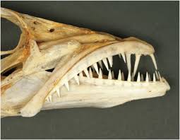 Image result for Scomber spp.