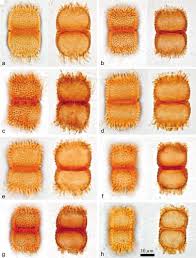 Image result for Monanthotaxis ferruginea