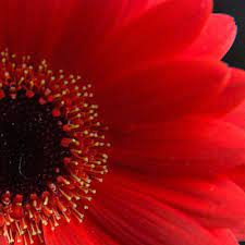 Mama S Bloomers P1 C2 Red Flowers Flowers Shades Of Red