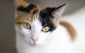 Calico Cat Facts 25 Amazing Facts About Calico Cats