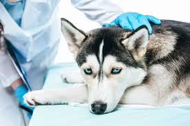 Check spelling or type a new query. Natural Treatment And Prevention Of Liver Disease In Dogs