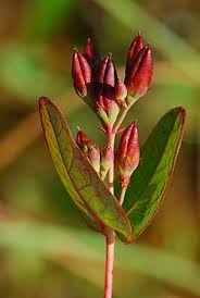 Image result for Elatinaceae