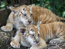 A blue tiger cub was born at a zoo in oklahoma, but died while young. Two Baby Golden Tigers Very Rare Species Golden Tabby Tiger Golden Tabby Wild Cats