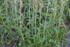 Image result for Gnaphalium purpureum