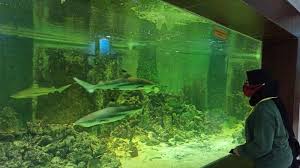 Jenis ikan air tawar lebih mudah budidaya nya jika ada berbagai macam jenis ikan aquarium yang dapat anda pilih untuk memperindah hunian anda. Wisata Paket Lengkap Di Central Park Zoo Nikmati Wahana Aquarium Laut Pertama Di Sumut Cnn Indonesia
