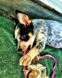 Image Result For Blue Heeler Chihuahua Mix Healthiest Dog Breeds Dog Breeds Heeler Puppies