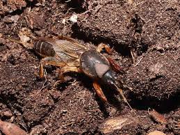 Maybe you would like to learn more about one of these? How To Kill Mole Crickets And Prevent Lawn Damage
