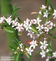 Image result for Eriospermum roseum