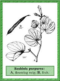 Image result for Bauhinia purpurea