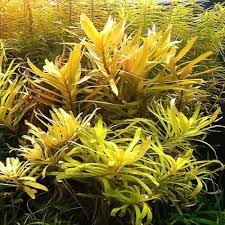 Image result for Nesaea radicans