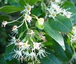 Image result for Hymenocardia ulmoides