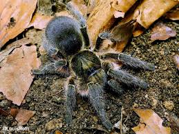 Denition 2 the number of degrees of freedom of a hamiltonian system is the number of (xi, pi) pairs in hamilton's equations. Harpactira Hamiltoni Highveld Baboon Spider My Monsters