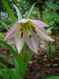Image result for Oxypetalum