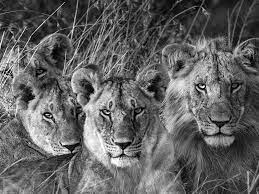 Eyes On The Pride Lion Pride National Geographic Masai Mara National Reserve