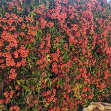 Image result for Bignoniaceae