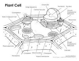 Maybe you would like to learn more about one of these? Cell Diagram Plant Cell Diagram Plant Cell