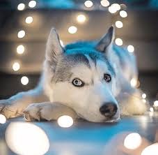 Animals Lovers Source Animals Lovers Source 2020 Kopek Hayvanlar Sibirya Husky