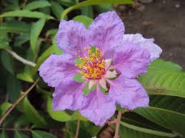 Image result for Lagerstroemia speciosa