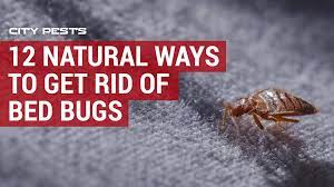 The ability for bed bugs to hide and travel through walls is one of the main reasons. 12 Natural Ways To Get Rid Of Bed Bugs In Your Home